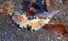 Glossodoris