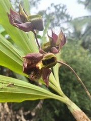 Catasetum maculatum image