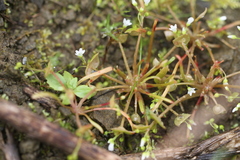Claytonia parviflora