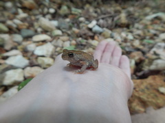 Anaxyrus americanus charlesmithi