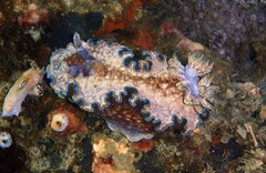 Glossodoris