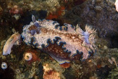 Glossodoris