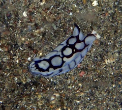 Tubulophilinopsis pilsbryi image