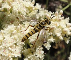 Pseudonomoneura hirta