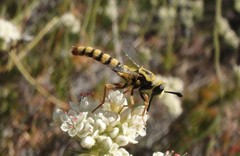 Pseudonomoneura hirta