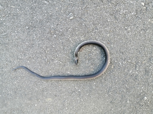 Sallae's Earth Snake