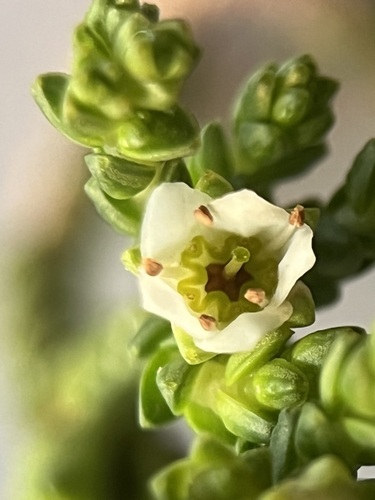 Image of Fiverank Bitterbuchu (Diosma demissa) by (c) Charleen Brunke, some rights reserved (CC BY)