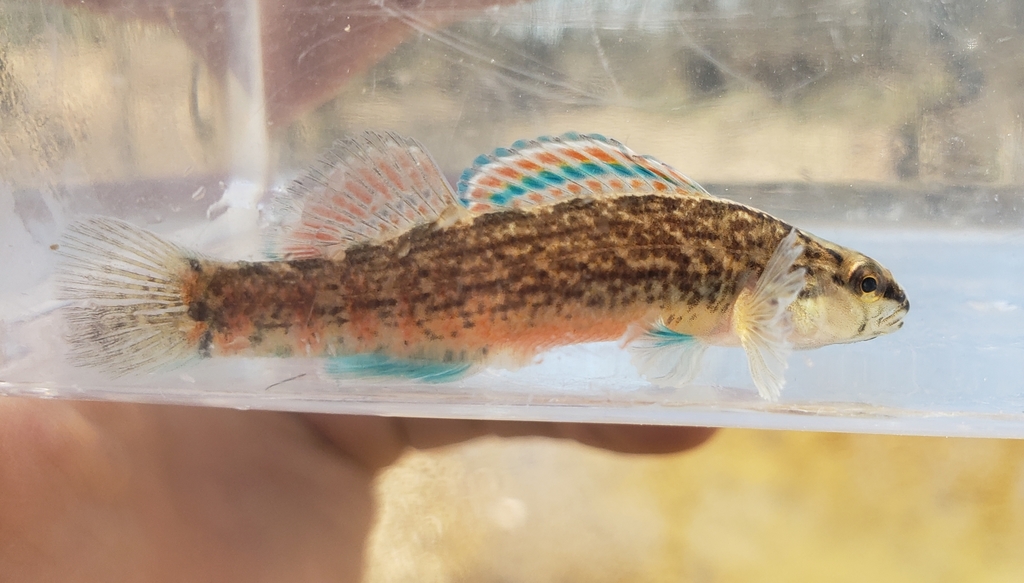 Gulf Darter
