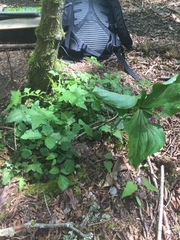 Trillium ovatum ovatum
