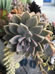 Sedeae