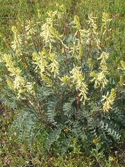 Astragalus oxyphysus