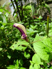 Brillantaisia lamium