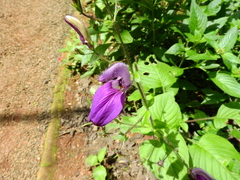 Brillantaisia lamium