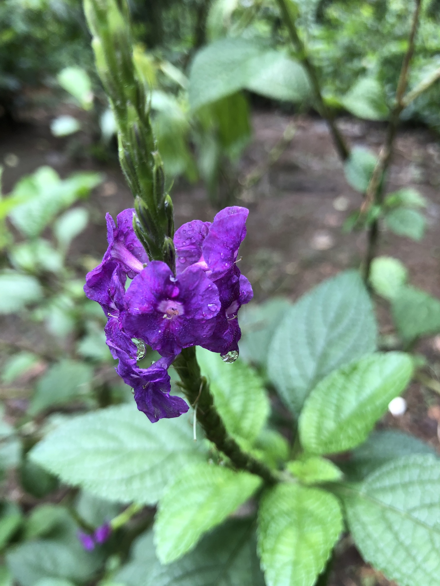 Stachytarpheta cayennensis