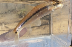 Phenacobius mirabilis