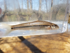 Phenacobius mirabilis