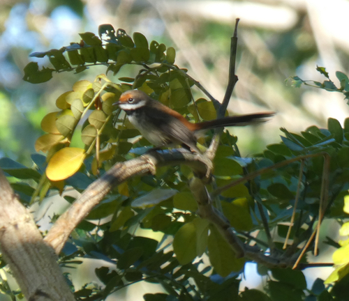 Supertramp Fantail (Rhipidura semicollaris), photo 10