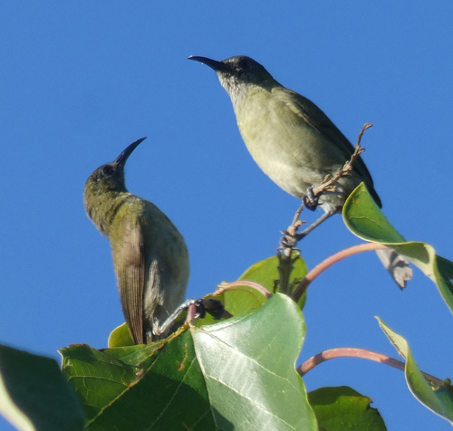 Scaly-crowned Honeyeater (Lichmera lombokia), photo 8