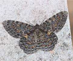 Amblychia praeumbrata