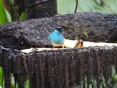 Chalcothraupis ruficervix