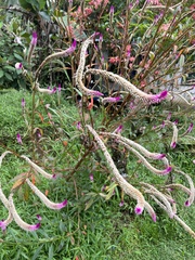 Celosia argentea image