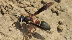 Montezumia nigriceps