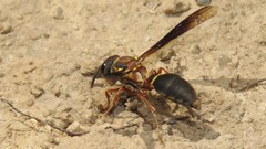 Montezumia nigriceps