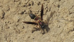 Montezumia nigriceps