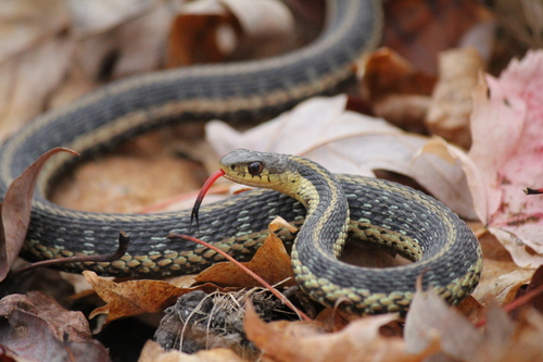 Northern Red-bellied Snake - HRM