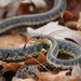 Common Garter Snake - Photo (c) Owen, some rights reserved (CC BY-NC), uploaded by Owen