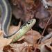 Eastern Garter Snake - Photo (c) Owen, some rights reserved (CC BY-NC), uploaded by Owen