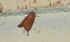 Orthosia transparens