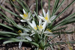 Leucocrinum montanum