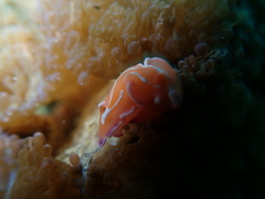 Verconia alboannulata