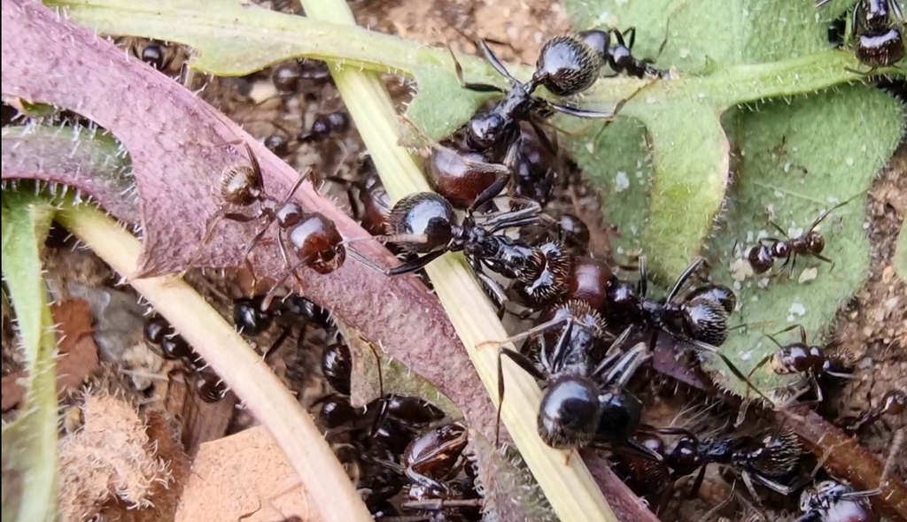 Barbary Harvester Ant from Roger de Flor, 17310 Lloret de Mar, Girona ...