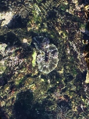 Actinostella bradleyi