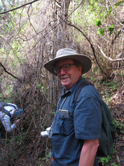 Trillium viridescens