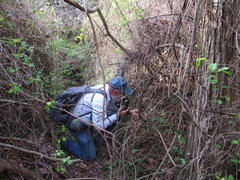 Trillium viridescens