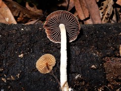 Cystoagaricus