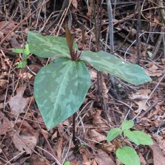 Trillium viridescens
