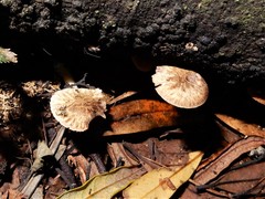 Cystoagaricus