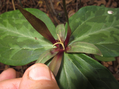 Trillium viridescens