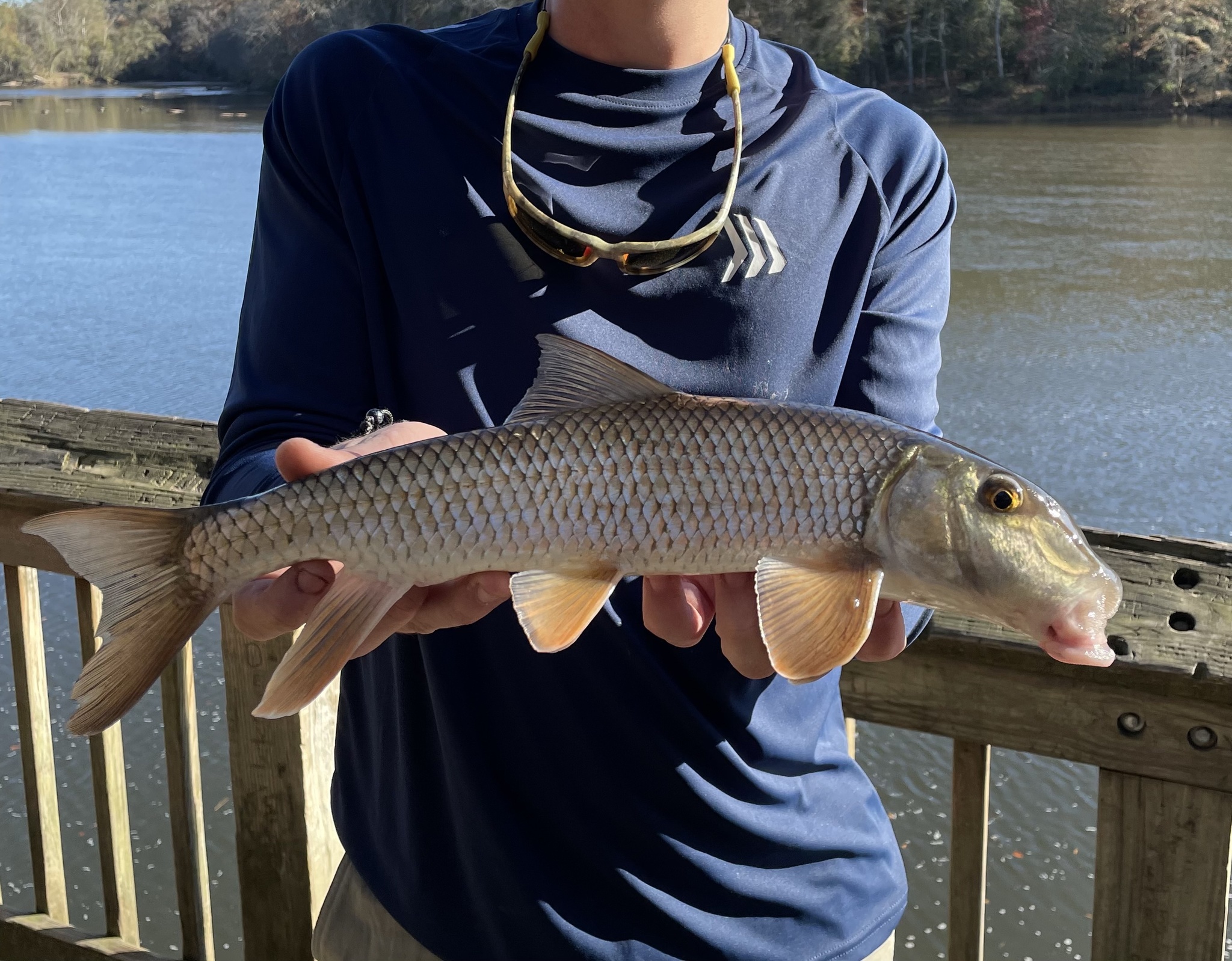 V-lip Redhorse (Moxostoma pappillosum) · iNaturalist