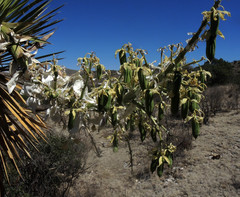 Yucca decipiens
