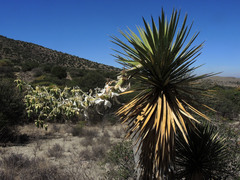 Yucca decipiens