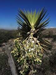 Yucca decipiens