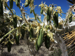 Yucca decipiens