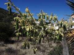 Yucca decipiens