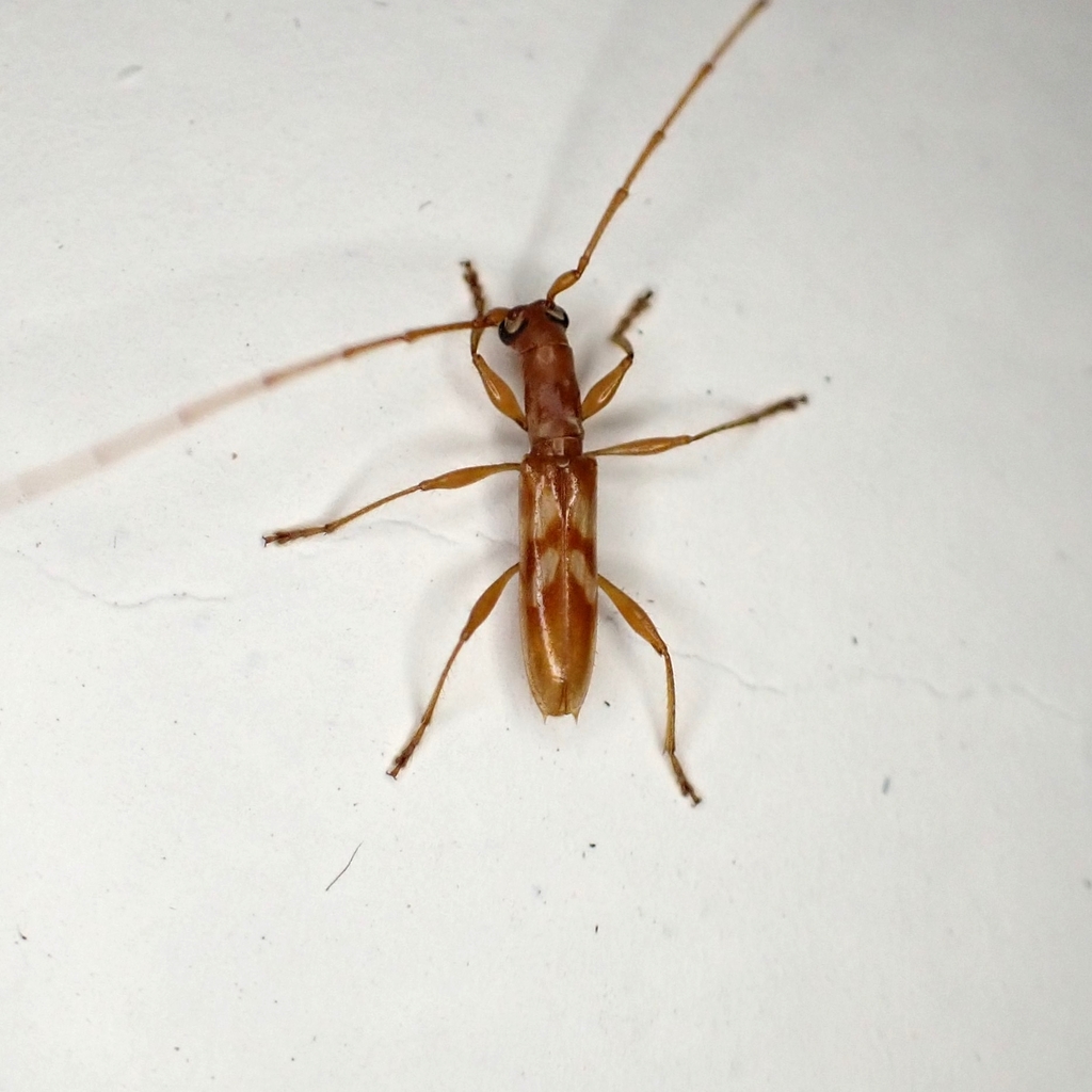 Tropidion validum