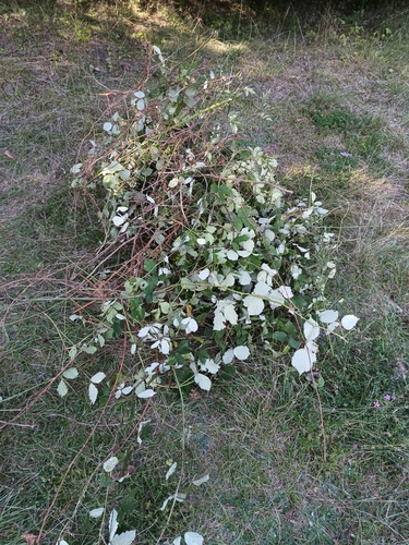 Blackberry canes with flowers and fruiting growth